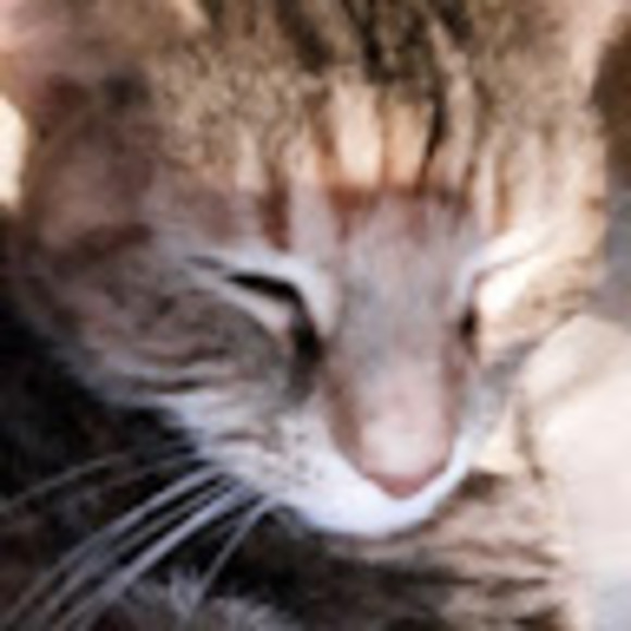 Meet your Posher, Braidyn - Picture 1 of 1